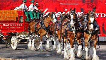 The Legendary Clydesdales are Coming to Tampa Bay!
