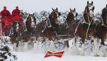 The Budweiser Clydesdales are not going anywhere