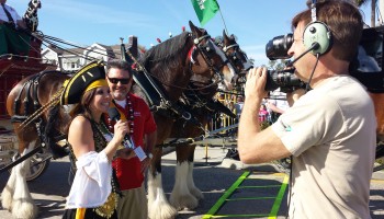 Budweiser Clydesdales Open the Gasparilla Pirate Fest Float Ceremony