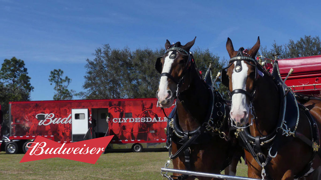 Budweiser Delivery to a Lucky Consumer by the Clydesdales