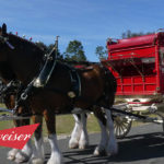 Budweiser Delivery to a Lucky Consumer by the Clydesdales